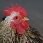 chicken, bantam, dwarf cookin, nature, chicken bird, faucet, bird, colorful, male, animals